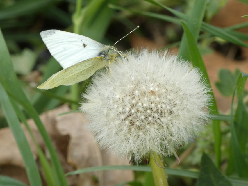 Pieris rapae - répalepke