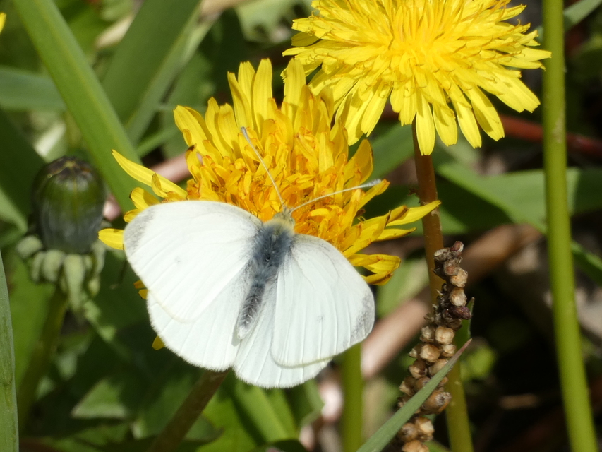 Pieris rapae - répalepke