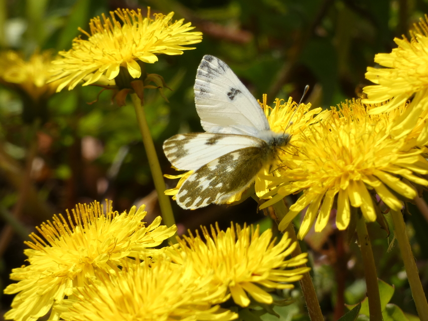 Pontia edusa - rezedalepke