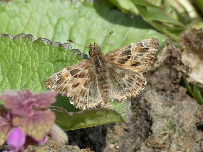 Carcharodus alceae - mályva-busalepke