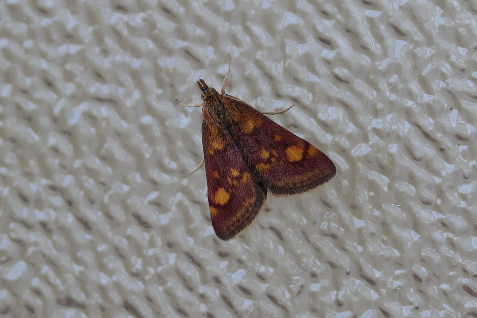 Pyrausta aurata - aranyló bíbormoly