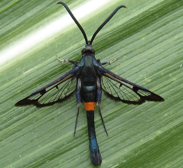 Synanthedon myopaeformis - almafaszitkár
