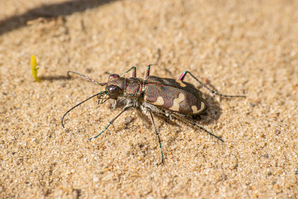 Cicindela hybrida - öves homokfutrinka