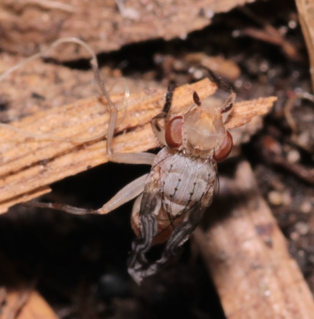 Calliphoridae - dongólegyek