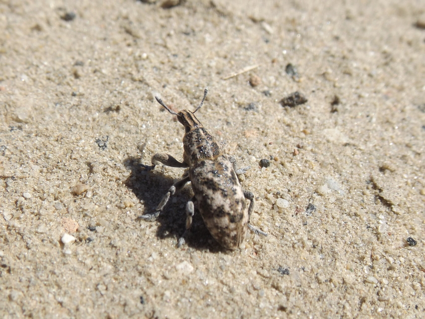 Cyphocleonus dealbatus - márványos barkó