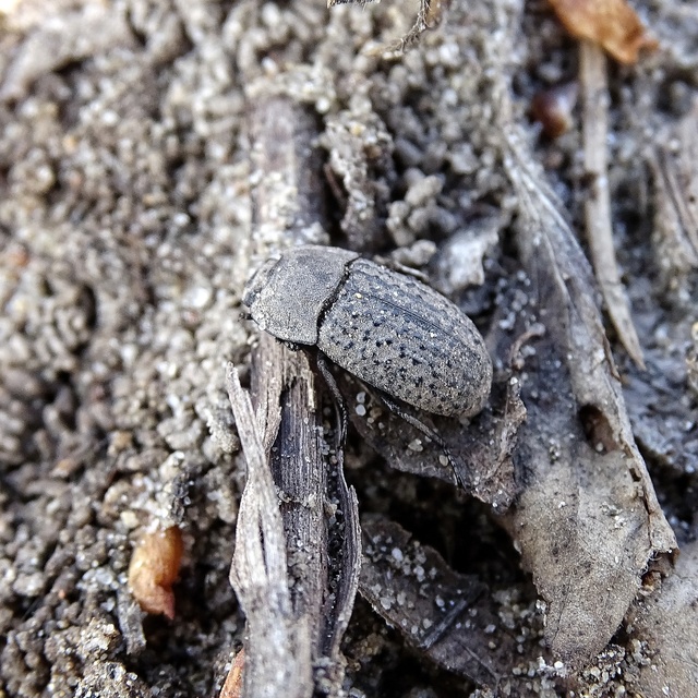 Opatrum sabulosum - sároshátú gyászbogár