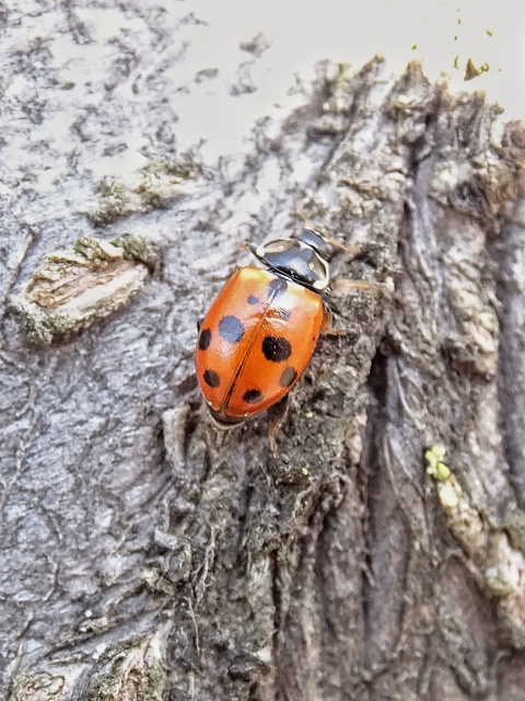 Hippodamia variegata - tizenhárompettyes katica