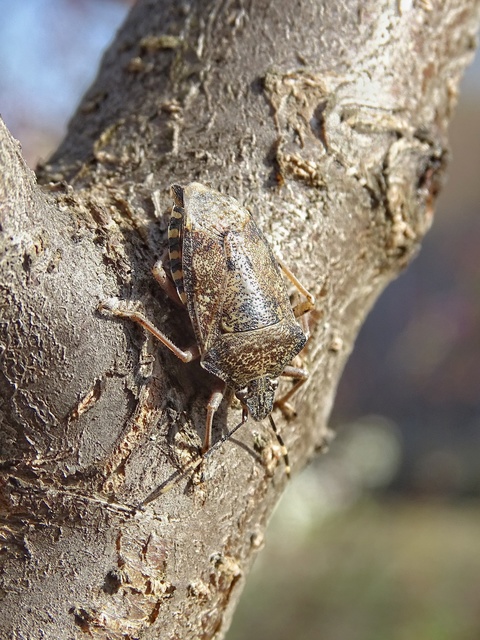 Heteroptera - Poloskák