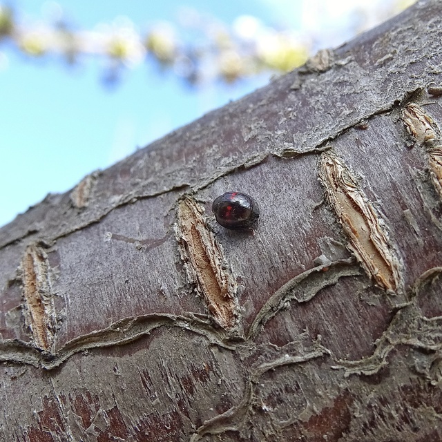 Chilocorus bipustulatus - szalagos szerecsenkata