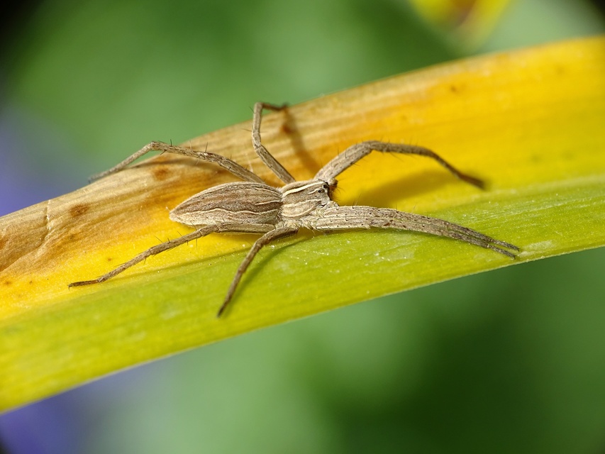 Pisaura mirabilis - csodáspók
