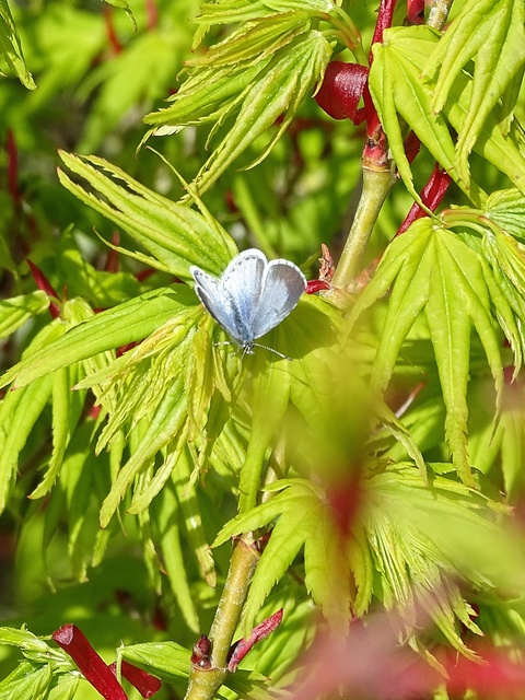 Celastrina argiolus - bengeboglárka