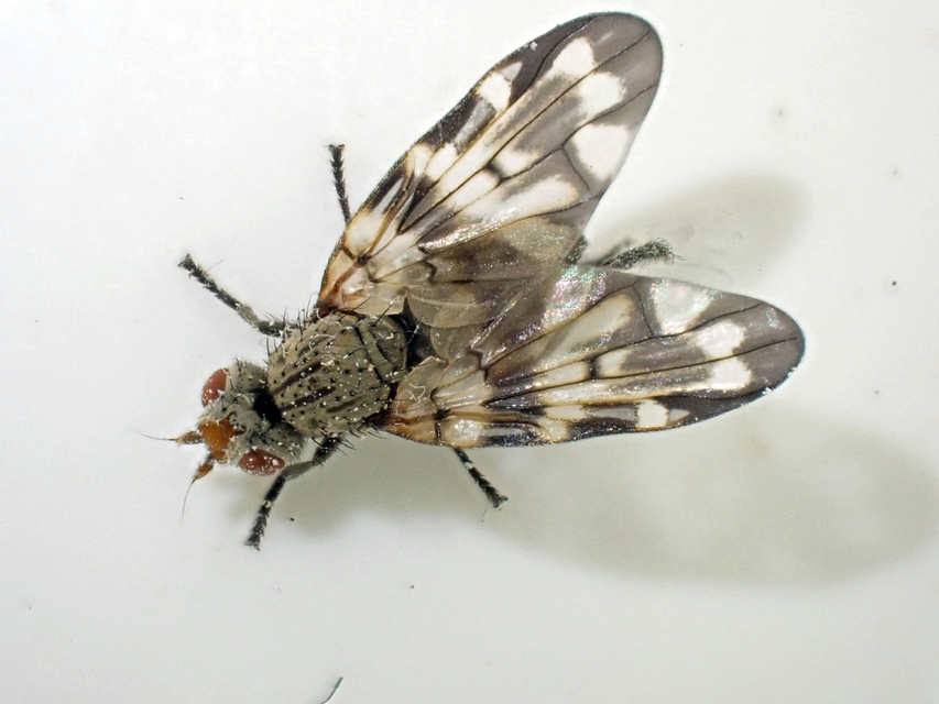 Otites centralis/guttata