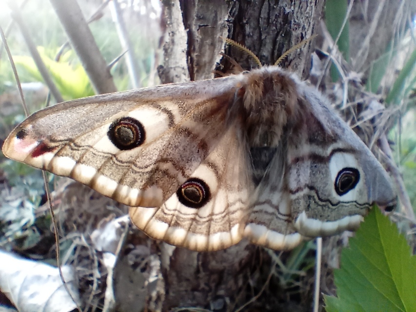Saturnia pavoniella/pavonia
