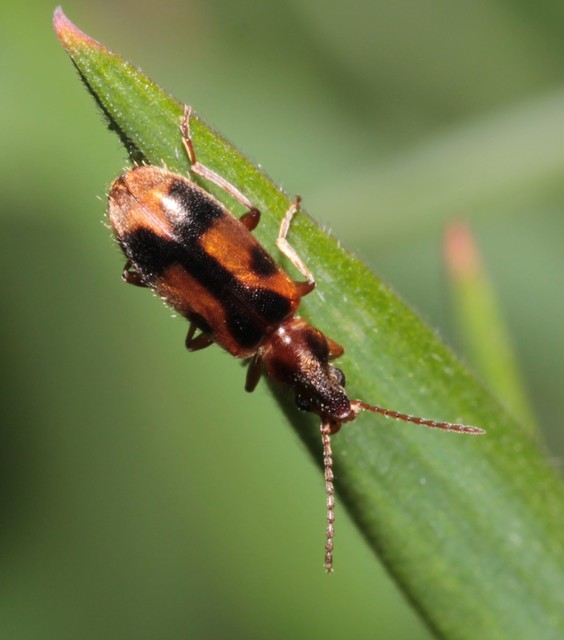 Notoxus monoceros - sárgahasú nyakszarvúbogár