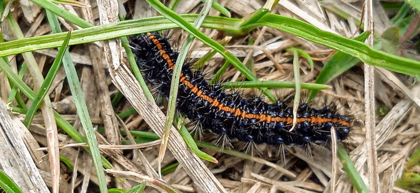 Spiris striata - csíkos molyszövő