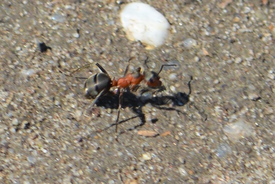 Formica pratensis - réti vöröshangya