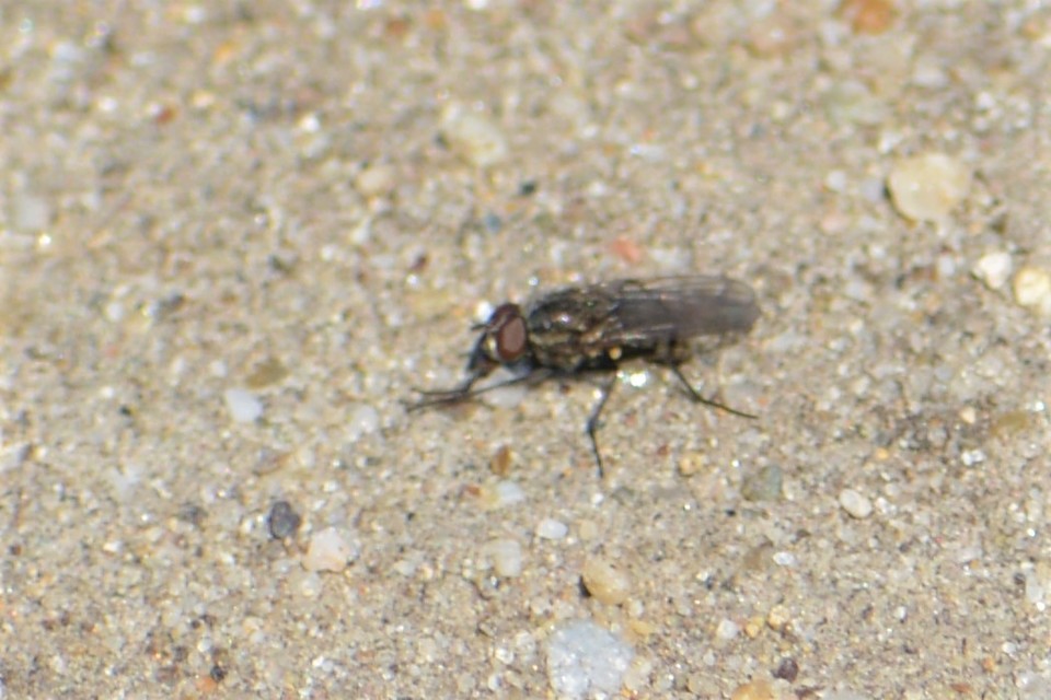 Anthomyiidae - viráglegyek