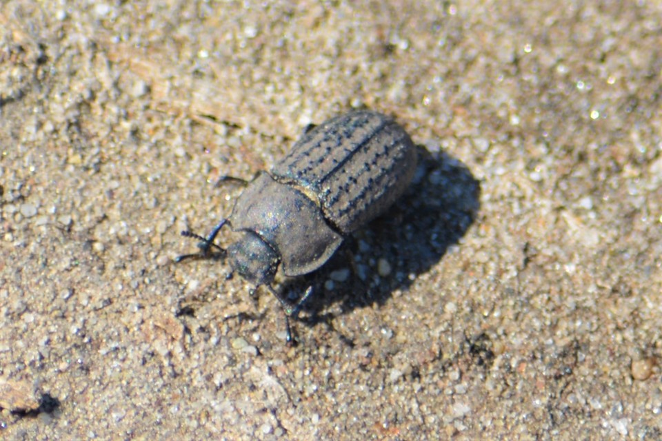 Opatrum sabulosum - sároshátú gyászbogár