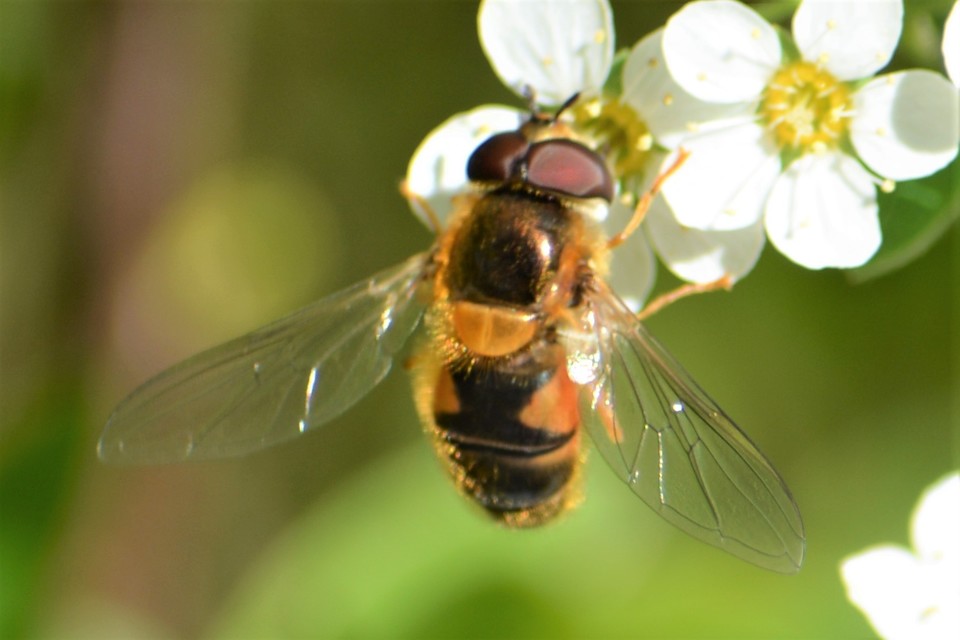 Eristalis pertinax - sárgalábfejű herelégy