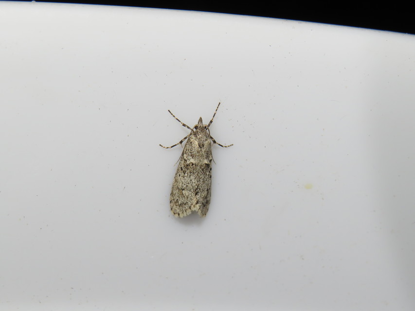 Diurnea fagella - szürke tavaszimoly