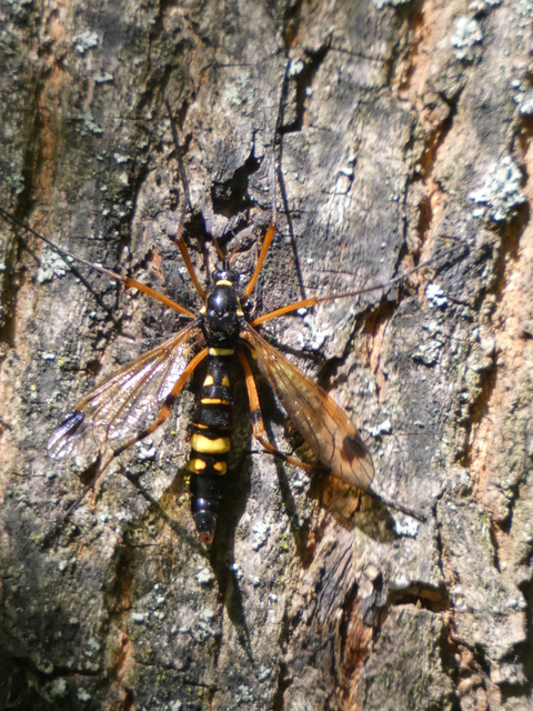 Ctenophora festiva