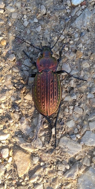 Carabus ulrichii - rezes futrinka