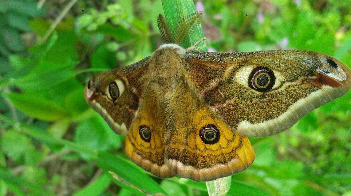 Saturnia pavoniella/pavonia