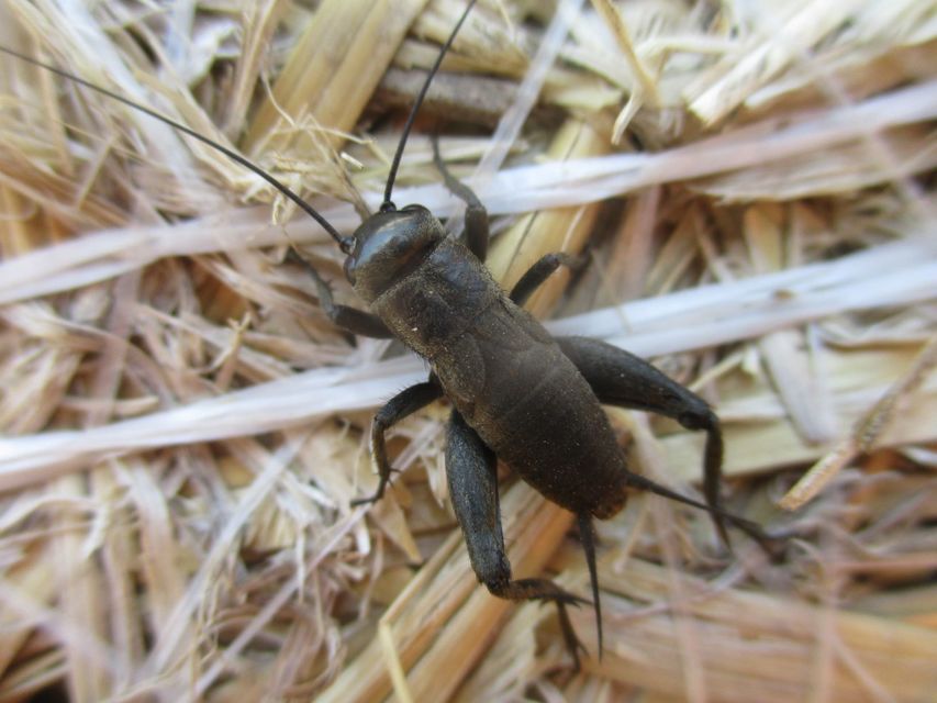 Melanogryllus desertus - fekete tücsök