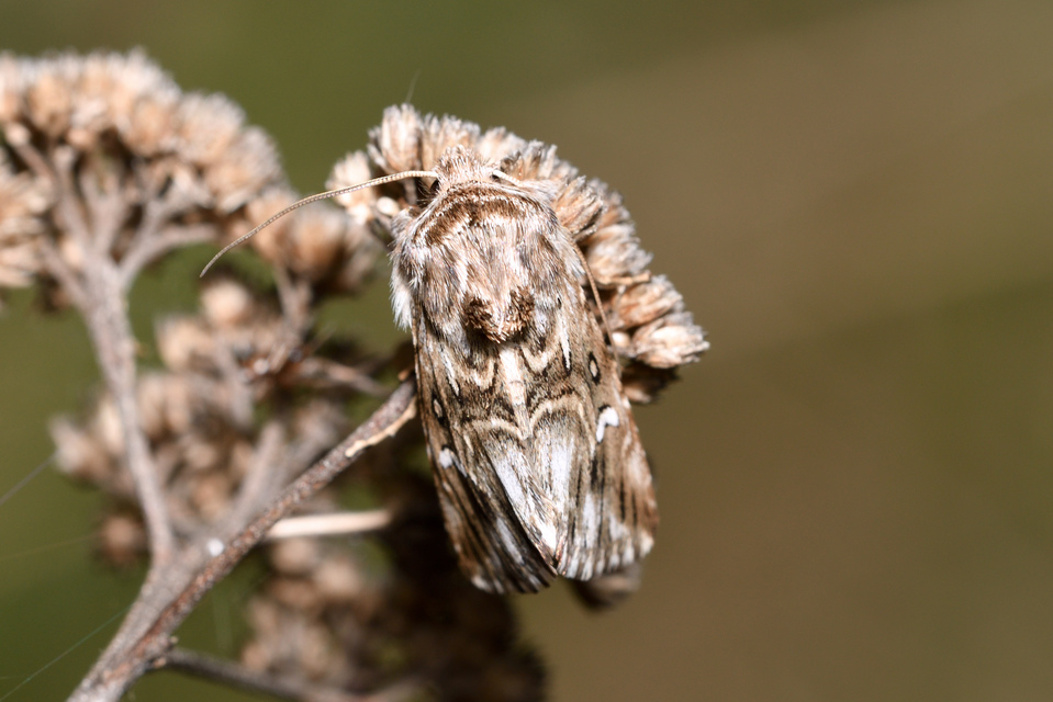 Calophasia lunula - gyújtoványfű-apróbagoly