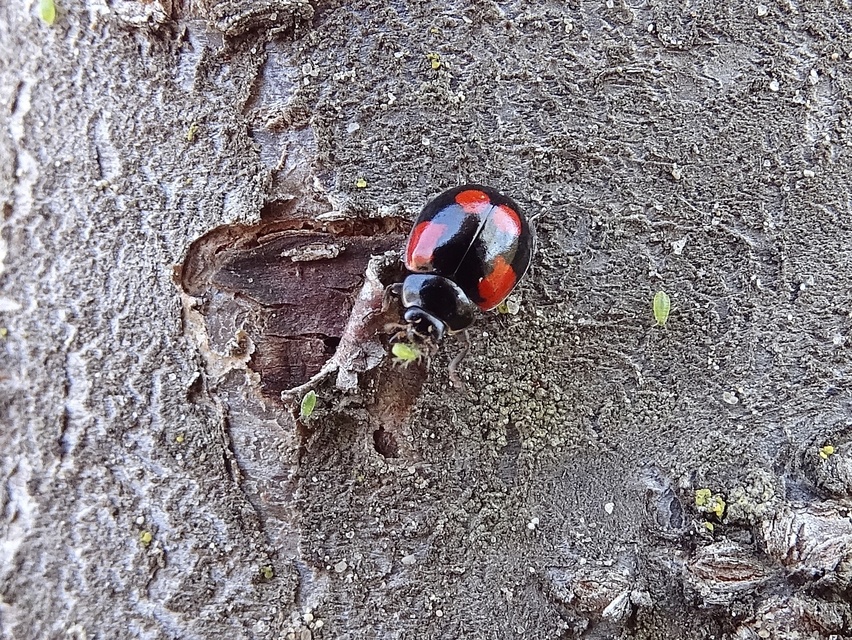 Adalia bipunctata - kétpettyes katica