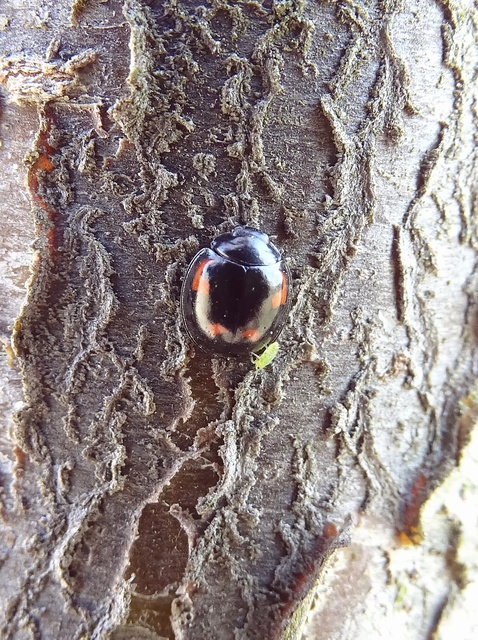 Exochomus quadripustulatus - négyfoltos szerecsenkata