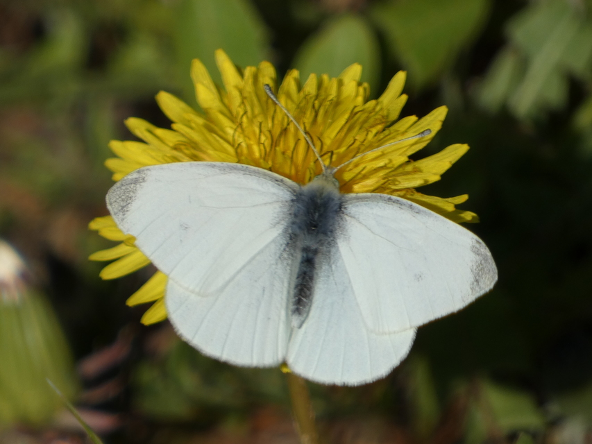 Pieris rapae - répalepke