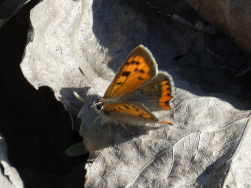 Lycaena phlaeas - közönséges tűzlepke