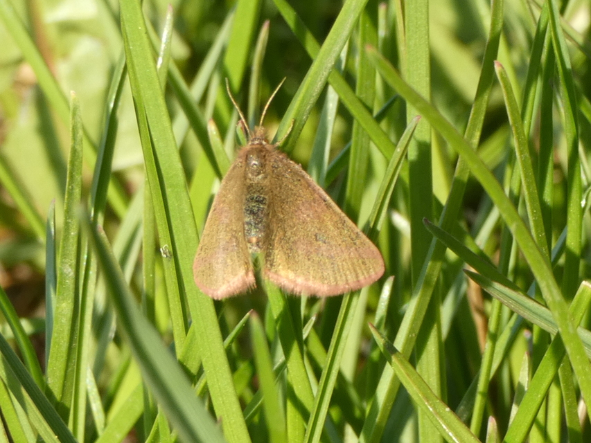 Lythria purpuraria - bíborsávos araszoló
