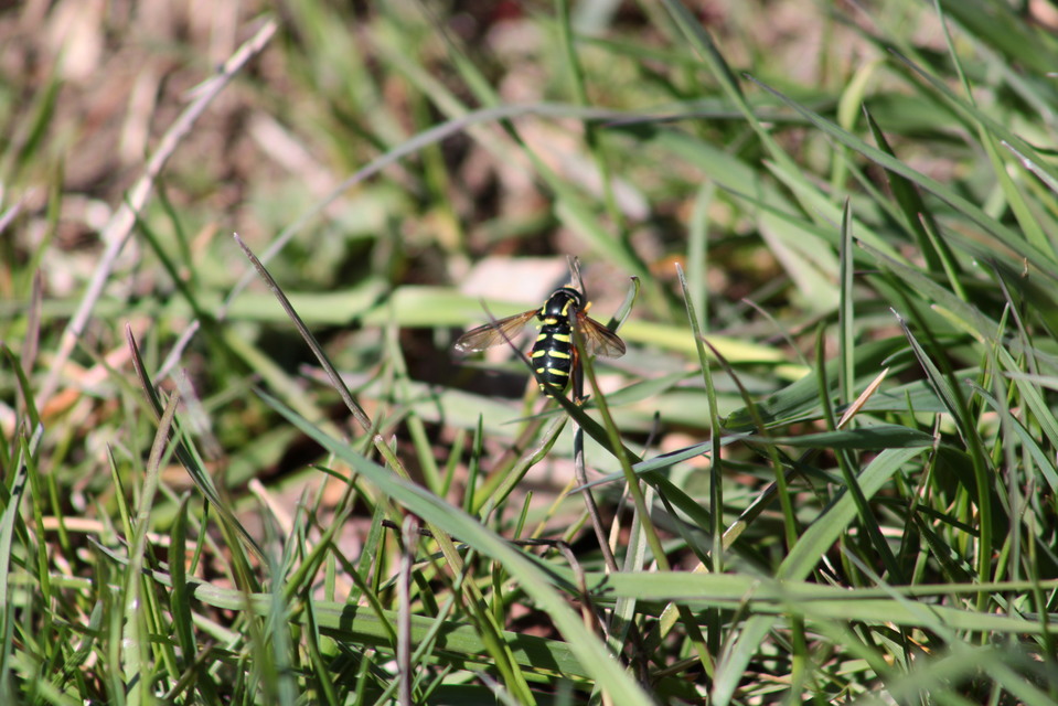 Xanthogramma citrofasciatum - korai oldalsávoslégy