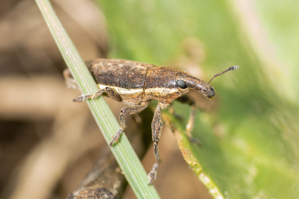 Lixus ochraceus - retek-dudvabarkó