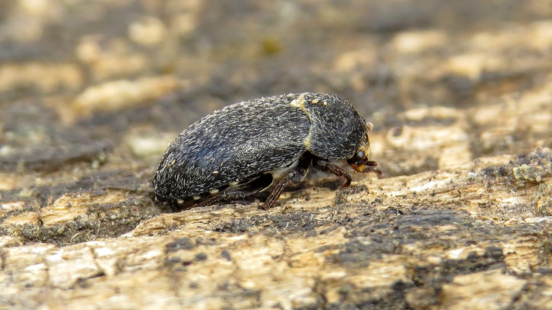 Dermestes laniarius - gyászos porva