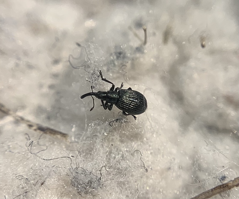 Ischnopterapion virens - lóheregyökér-cickányormányos
