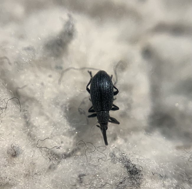 Stenopterapion meliloti - somkóró-cickányormányos