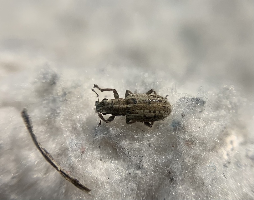 Sitona macularius - borsó-csipkézőbogár
