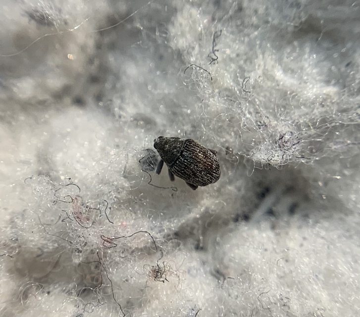 Oprohinus consputus - hamvas hagymaormányos