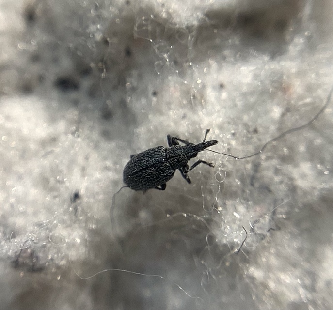 Catapion pubescens - széles cickányormányos Catapion pubescens - széles cickányormányos