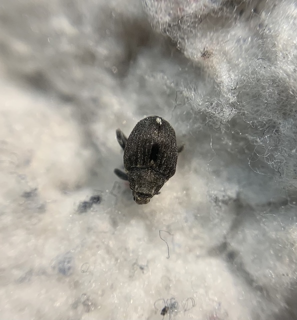 Stenocarus ruficornis - mákgyökérormányos
