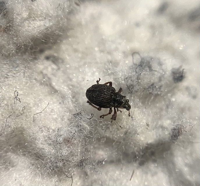 Neophytobius quadrinodosus - vidrakeserűfű-ormányos