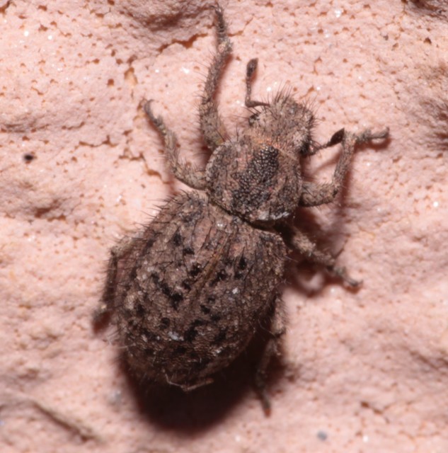 Cycloderes pilosulus - pikkelyeslábú ormányos