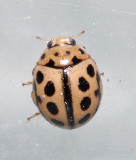 Tytthaspis sedecimpunctata - tizenhatpettyes katica