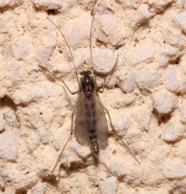 Chironominae
