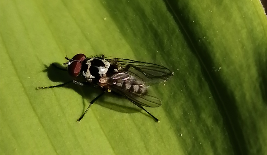Anthomyia procellaris