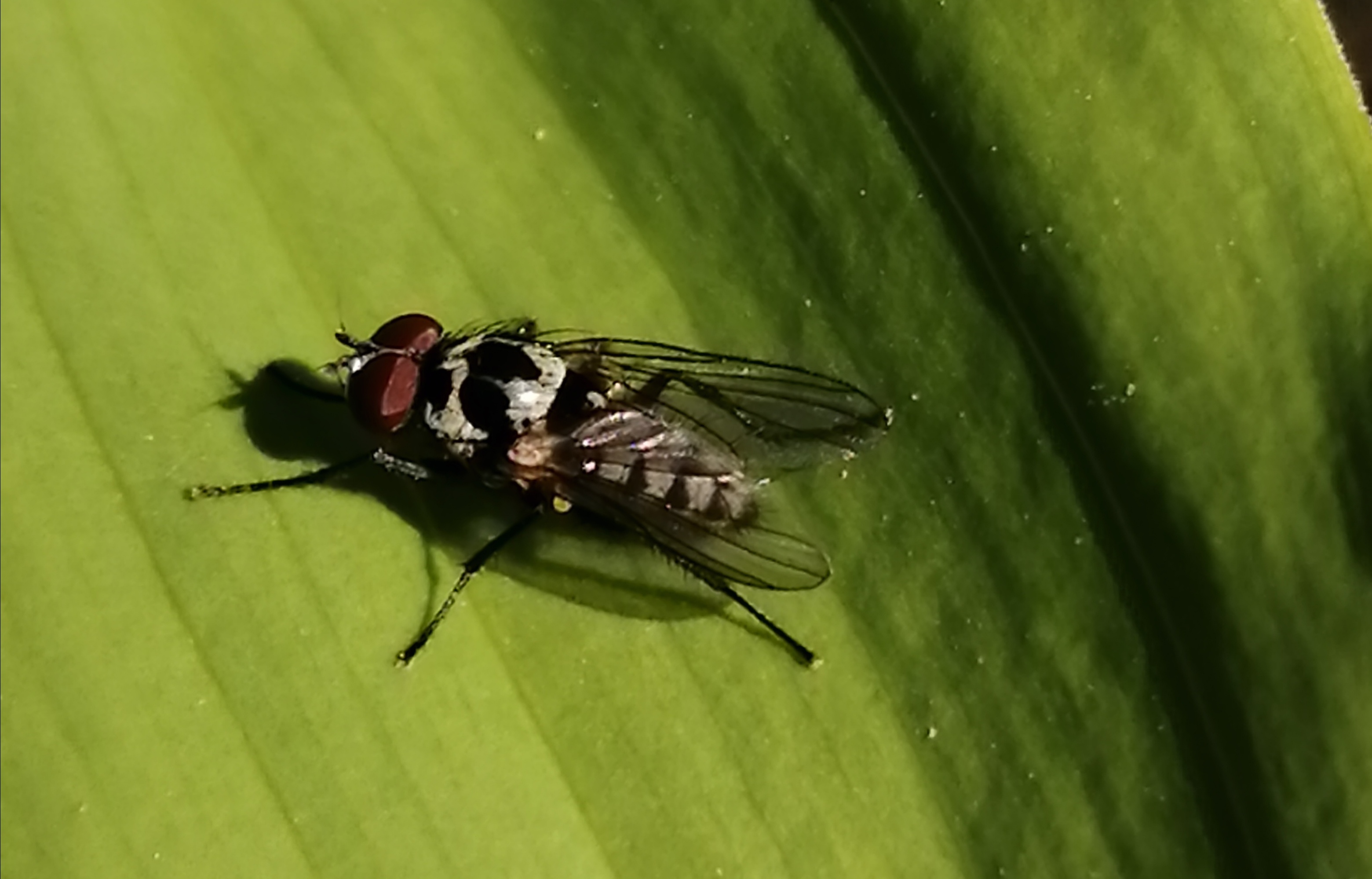 Anthomyia procellaris