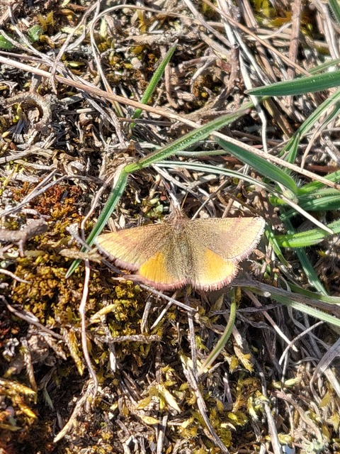 Lythria cruentaria - bíborcsíkos araszoló